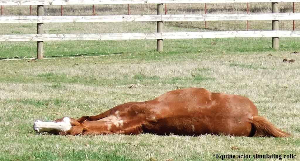 colic-rolling-feature