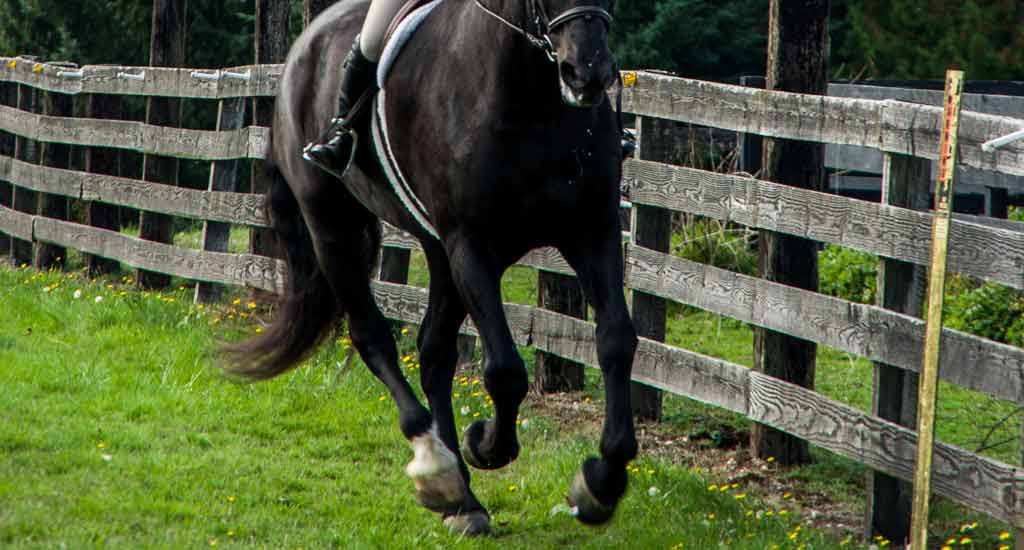 cantering-undersaddle-feature