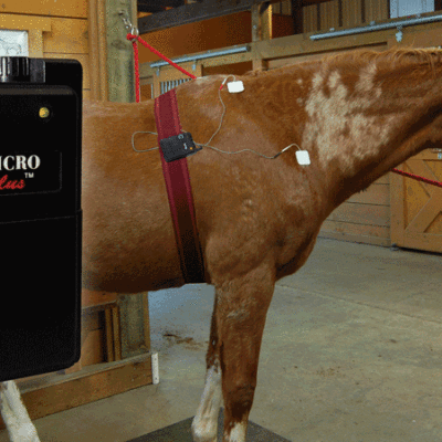 MicroCurrent for Horses
