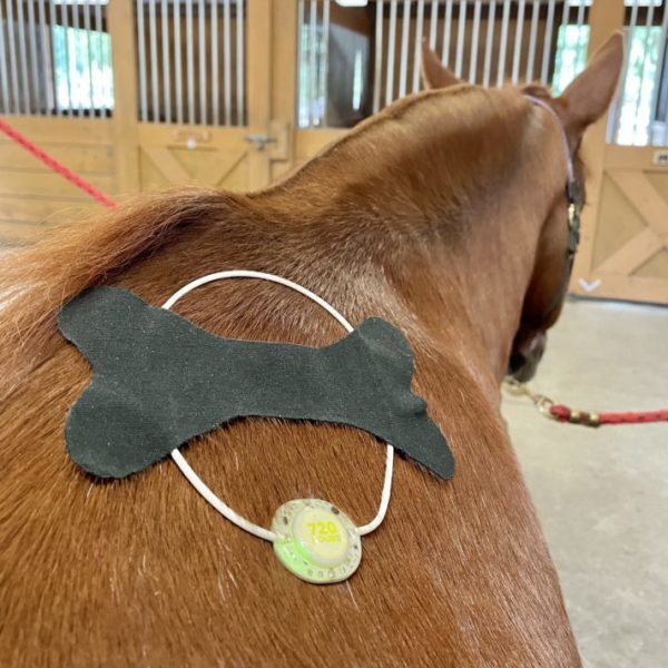 PEMF Ring on Horse's Shoulder 
