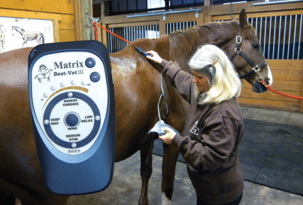 Checking the Best Vet III Device response on a horse.