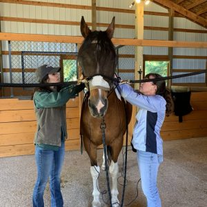 MicroCurrent Class for Horses: May 11th & 12th 2024 (052024)