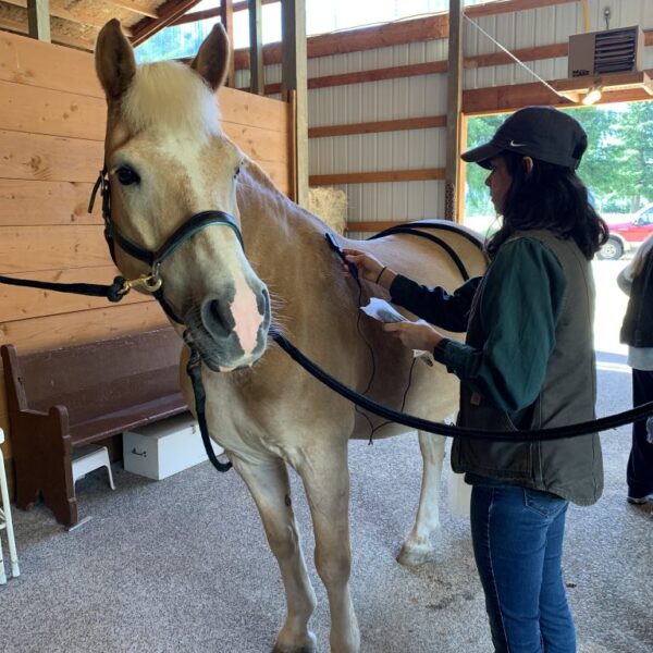 Microcurrent Class for Horses November 8th 2023