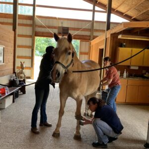 MicroCurrent Class for Horses: April 6th & 7th 2024 (042024)