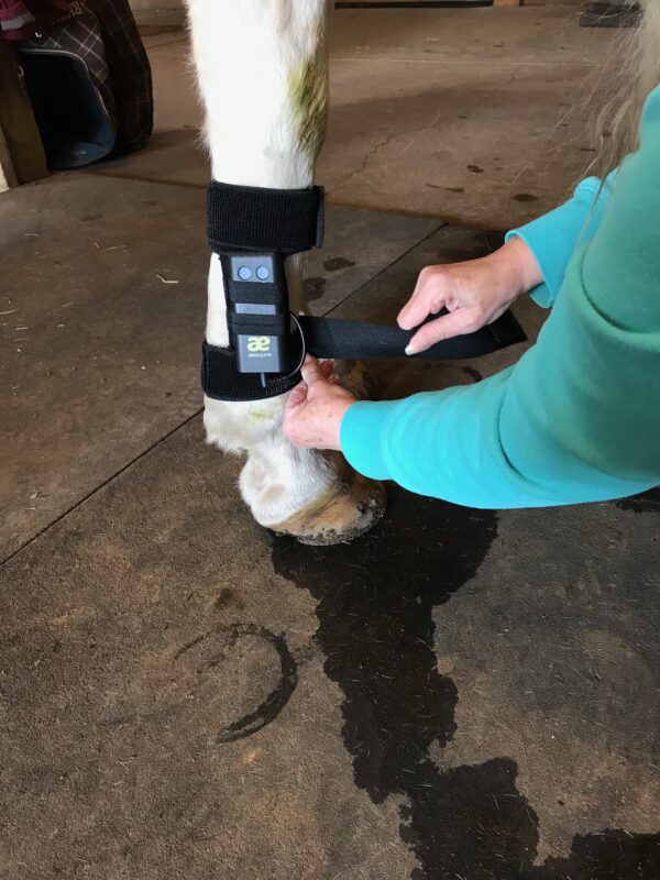 Microcurrent unit being strapped to the horse's leg for non-attended treatments.