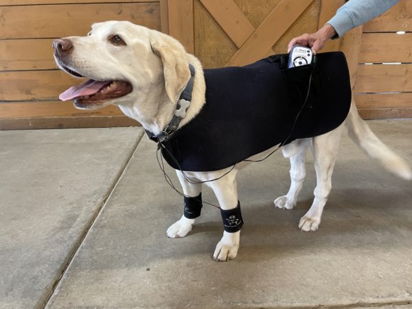 Dog Vest shown with optional Canine Cuffs