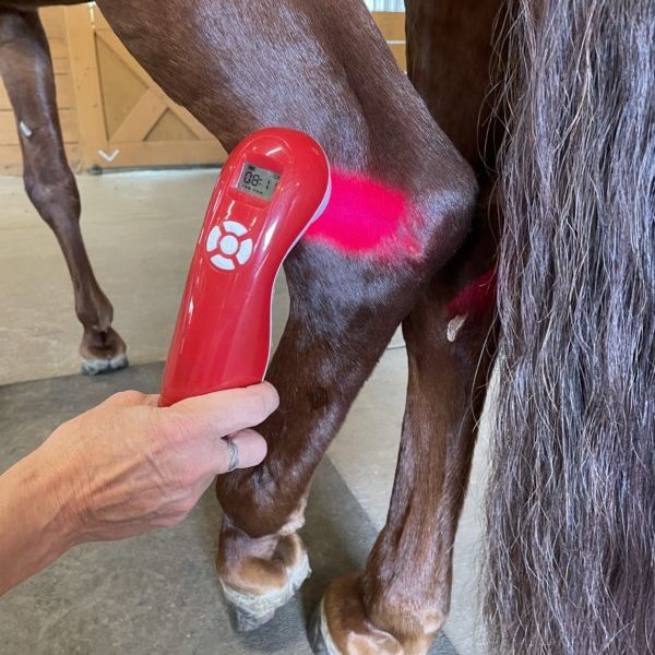 VCL-100 Laser applied horse's hock.  