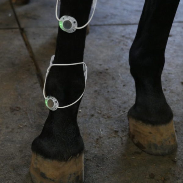 (2) PEMF/PSWT Rings on horse's leg. 