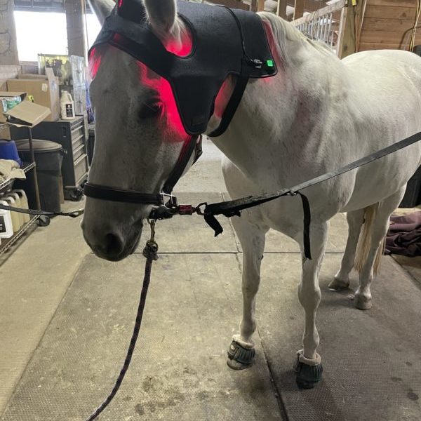 Light Therapy Head Cap for Horses (LED-PC)