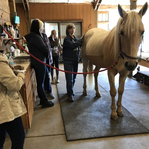 MicroCurrent Class for Horses: August 10th & 11th 2024 (082024)